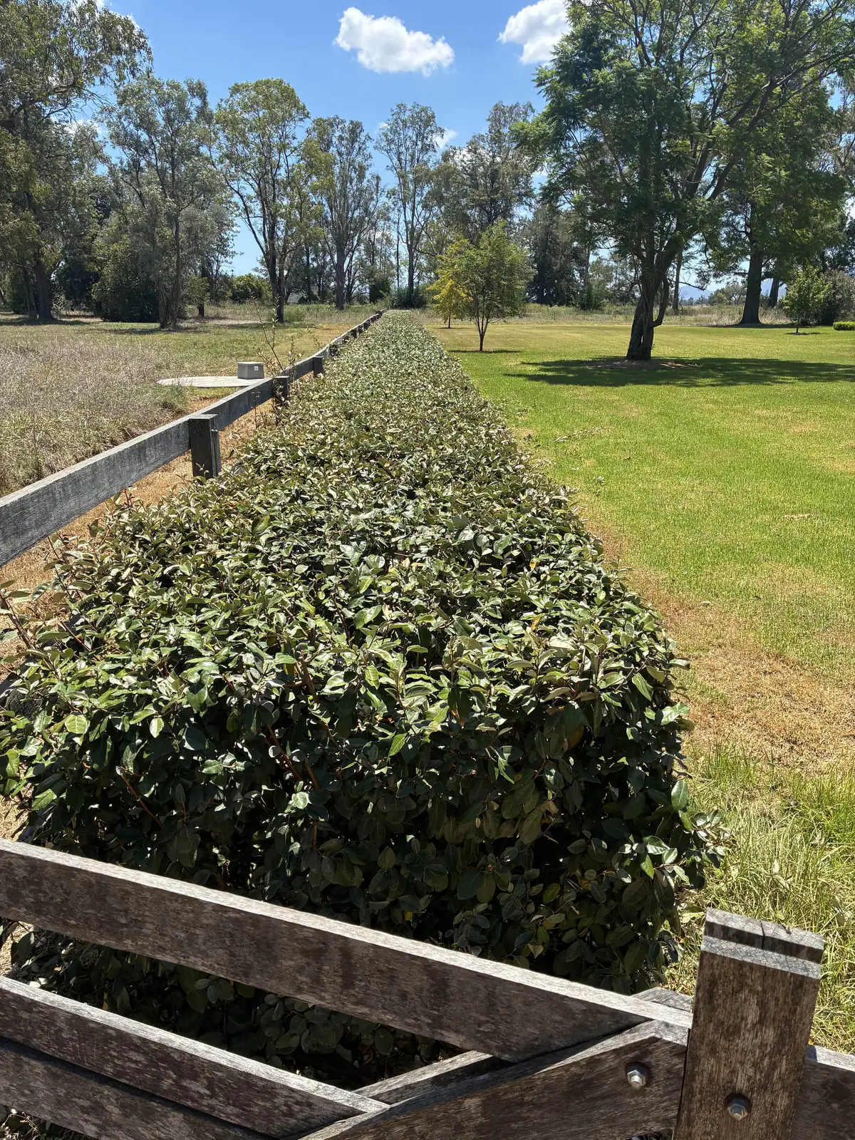 A long hedge freshly clipped square and dense, running from an old timber gate along a post-and-rail fence towards gum trees
