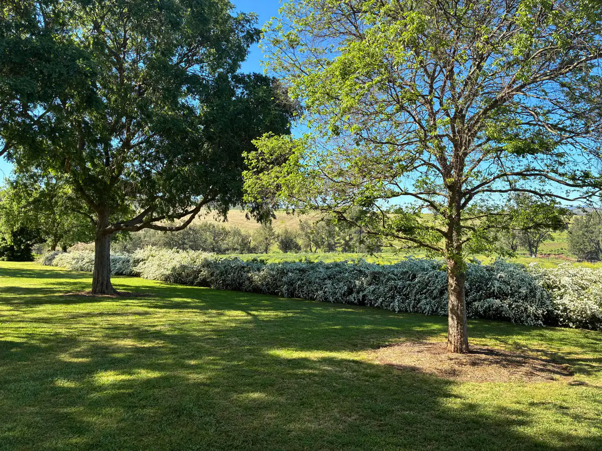 A mown lawn under big shade trees with a long flowering spiraea hedge and paddocks beyond