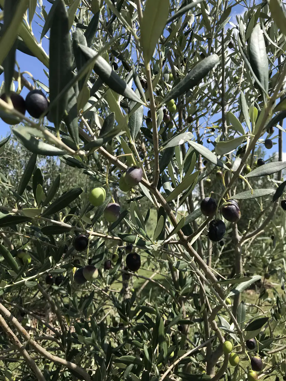 Olives ripening from green to black among silvery leaves