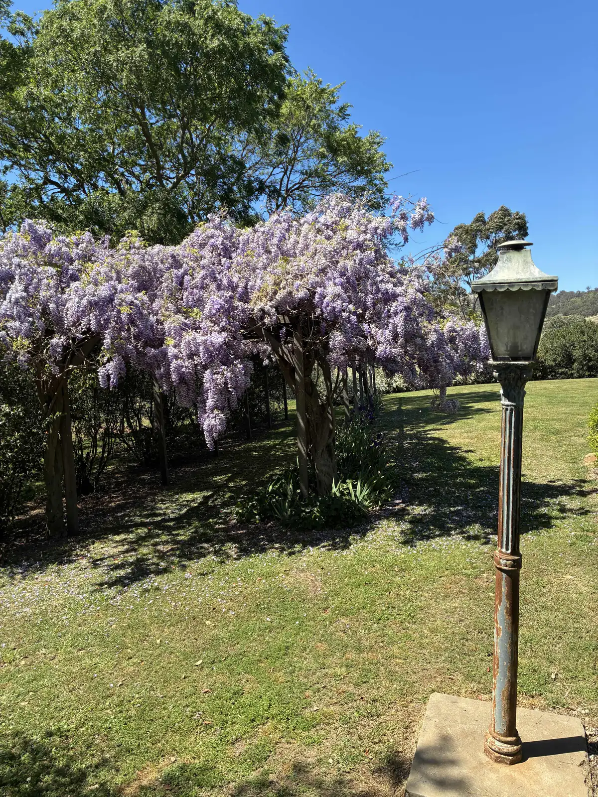 Wisteria in full flower over a broad lawn, an old iron lamp post in front and shade trees behind