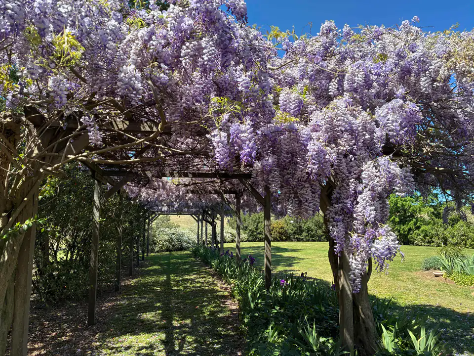 A long pergola walk hung with purple wisteria, iris along the border, lawn beyond